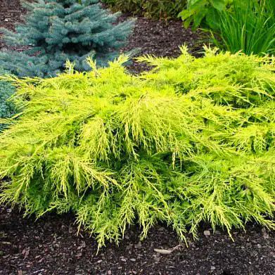 Саджанці Ялівцю середнього Голд Стар, 4-х річний (Juniperus pfitzeriana Goldstar) С3