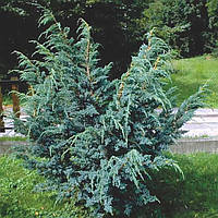 Саженцы Можжевельника чешуйчатого Мейери (Juniperus squamata Meyeri) Р9