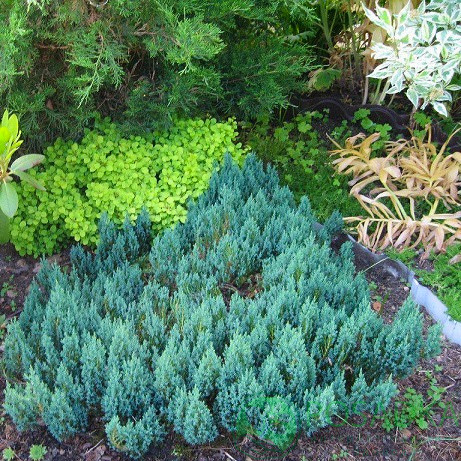 Саджанці Ялівцю горизонтального Блю Форест (Juniperus horizontalis Blue Forest) Р9