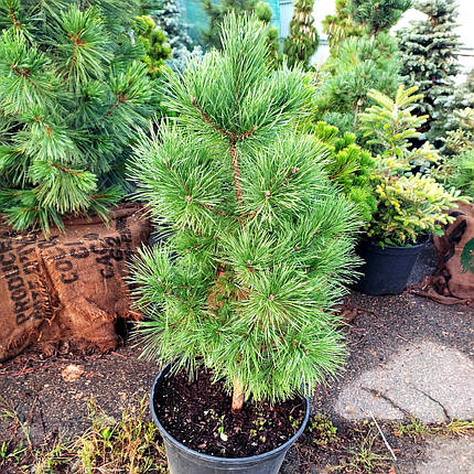 Сосна звичайна Шух / С20 / h 70-90 / Pinus sylvestris Schuch, фото 2