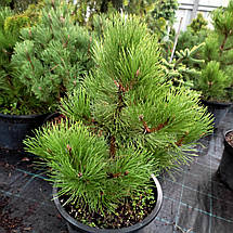 Сосна чорна Хорнібрукіана / С20 / h 40-60 / Pinus Hornibrookiana, фото 5