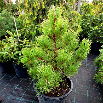 Сосна чорна Хорнібрукіана / С20 / h 40-60 / Pinus Hornibrookiana, фото 1