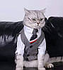 Окуляри для собак Pet Style 8 см Райдужні Сині, фото 4