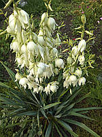 Юкка садовая нитчатая (Yucca filamentosa L.), саженец