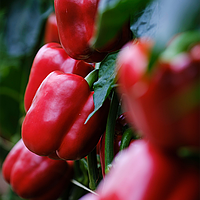 Насіння солодкого перцю Ангус F1 (Syngenta), поштучно — ранньостиглий (60-65 днів), кубовидний, червоний