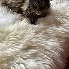 Коврик з чотирьох овечих шкір. Коврик з 4 шкір "Алегро", фото 6