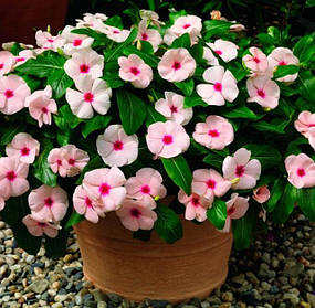 Катарантус — насіння катарантусу