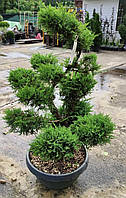 Можжевельник бонсай JUNIPERUS Pfitzeriana aurea BONSAI