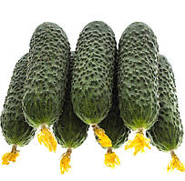 Огірок  ІЛОНАРА F1 | ILONARA F1 Rijk Zwaan 250 насінин