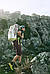Edelrid Карабін Edelrid Hms Bullet PermaLock Silver, фото 4