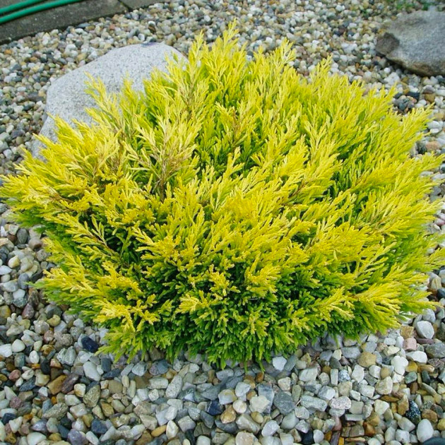 Саджанці Ялівцю горизонтального Лайм Глоу (Juniperus horizontalis Lime Glow) Р9