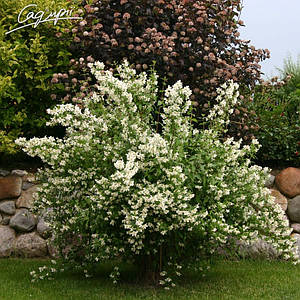 Жасмин садовий  'Schneesturm', Контейнер 2л/3 л