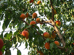 Персик Ред Хевен. Підщепа пумиселект