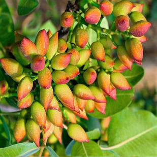 Саджанці фісташки Ахмад Агаї 2-х річна - невибаглива, скоростигла, великоплідна