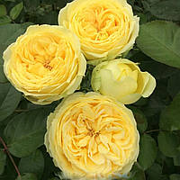 Троянда флорібунда Лемон Помпон, відкритий корінь