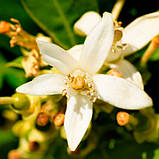 Парфуми для чоловіків Yodeyma RESOLU 15 мл, фото 3