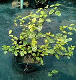 Жимолость японська 2 року, фото 3