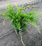 Можжевельник Средний "Минт Джулеп" Juniperus communis С 5 l h 40-50