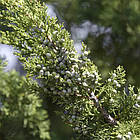 Саджанці Ялівцю китайського Монарх (Juniperus chinensis Monarch) Р9, фото 3