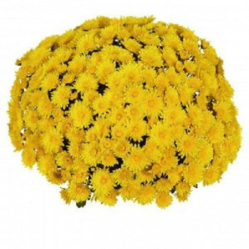 Хризантема мультифлора Jasoda Dark Yellow (зкс)