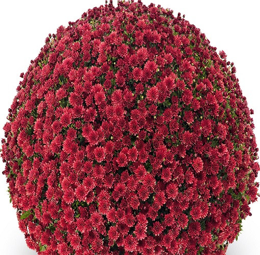 Хризантема мультифлора Jasoda Red (Джасода ред) (зкс)