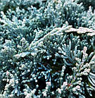 Саджанці Ялівцю горизонтального Айс Блю (Juniperus horizontalis Icee Blue) Р9, фото 3