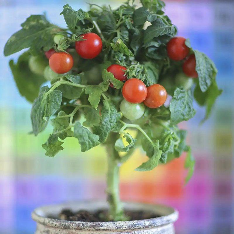 Насіння томат кімнатний Мінібел ф1 0,1г