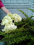 Гортензія деревоподібна біла, фото 5