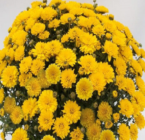 Хризантема мультифлора Amelie yellow (Амелія елоу) (зкс), фото 1
