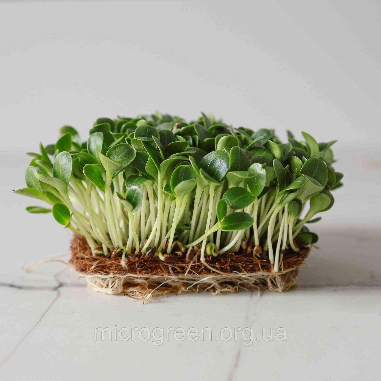 Семена Расторопша микрогрин | беби листья | взрослая зелень (Украина) - фото 1 - id-p1328170894