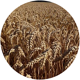 Насіння озимої пшениці Дарунок Поділля (СН, перша), фото 2