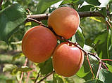 Абрикос Цунамі. (с). Підщепа пуміселект, фото 3