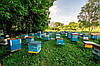 Натуральний домашній мед Літнє лугове різнотрав'я (2023 року) 5 л, фото 5