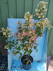 Гортензія Пастель Грін /HYDRANGEA PANICULATA PASTELGREEN 'Renxolor'/ в конт.8л /, фото 2