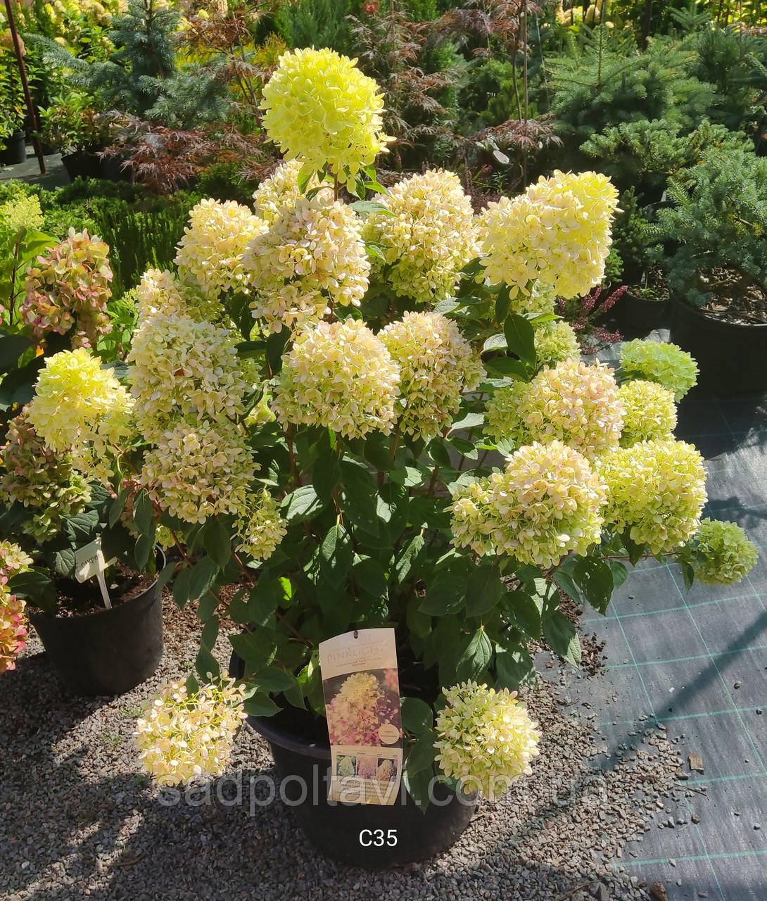 Гортензія волотиста Пінк Лайт "Hydrangea pan.  Pink Light" С35