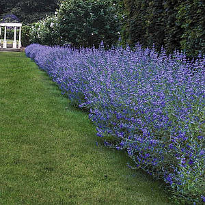 Каріоптеріс кландонський 'Kew Blue'. Контейнер 3 л