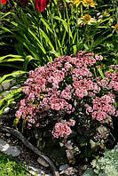 Седум "Picolette" (Пиколетте). Sedum telephium "Picolette".