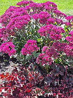 Седум "Thunderhead". Sedum "Thunderhead".