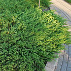 Саджанці Ялівцю горизонтального Андорра Компакт (Juniperus horizontalis Andorra Compact) Р9, фото 2