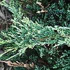 Саджанці Ялівцю горизонтального Жаде Рівер (Juniperus horizontalis Jade River) Р9, фото 3