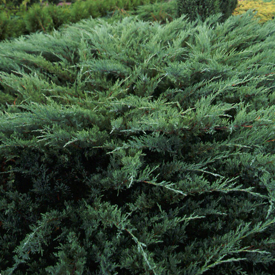 Саженцы Можжевельника казацкого Блю Дануб (Juniperus sabina Blue Danube) Р9 - фото 2 - id-p644878129