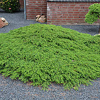 Саженцы Можжевельника обыкновенного Грин Карпет (Juniperus communis Green Carpet) Р9