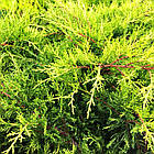 Саджанці Ялівцю середнього Олд Голд (Juniperus x pfitzeriana Old Gold) Р9, фото 3