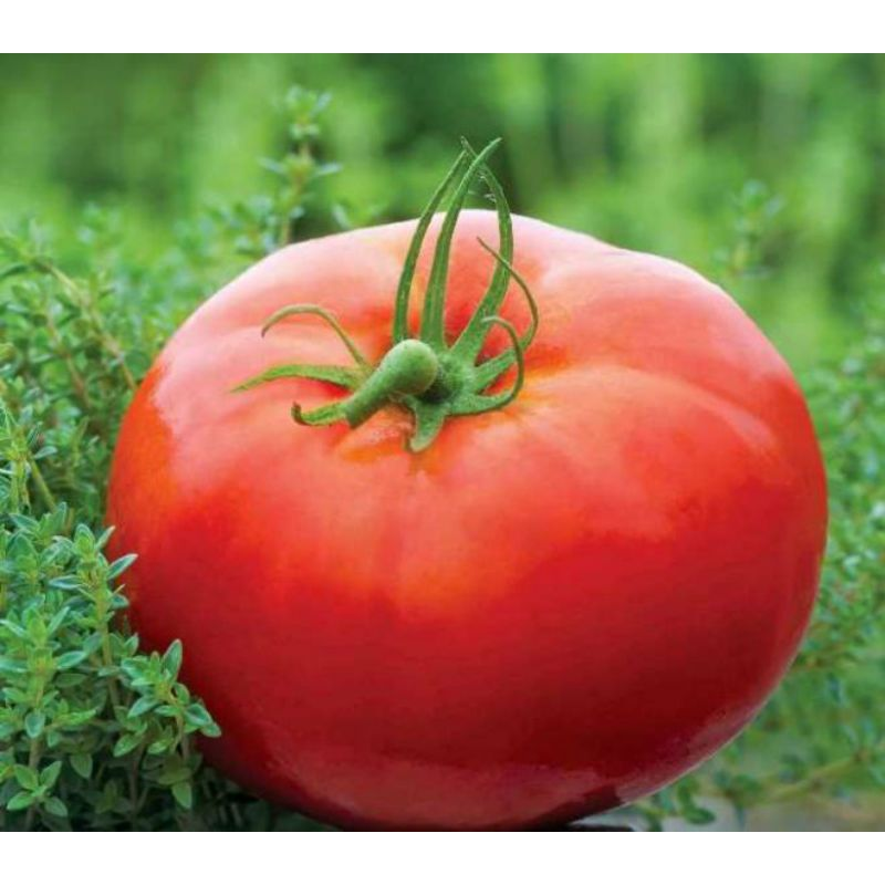 Насіння томат Космонавт 0,1г