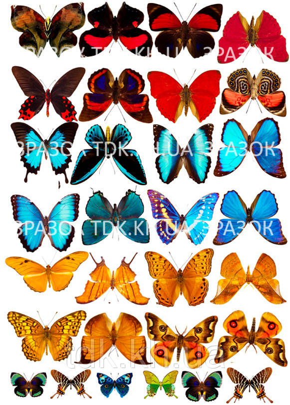 Метелики 001 друк на вафельному папері - фото 1 - id-p514421851
