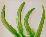 Перо півня натуральне Колір Салатовий 20-30 см, фото 5
