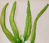 Перо півня натуральне Колір Салатовий 20-30 см, фото 6