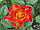 Саджанці троянд  Атомік (Atomic, Gracimota), фото 2