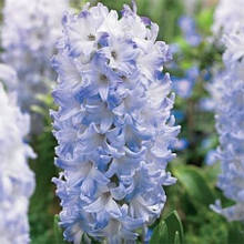 Гіацинт Blue Eyes (Блу Айс) 1 цибулина (калібр 14/15 - великий)