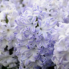 Гіацинт Blue Eyes (Блу Айс) 1 цибулина (калібр 14/15 - великий), фото 4